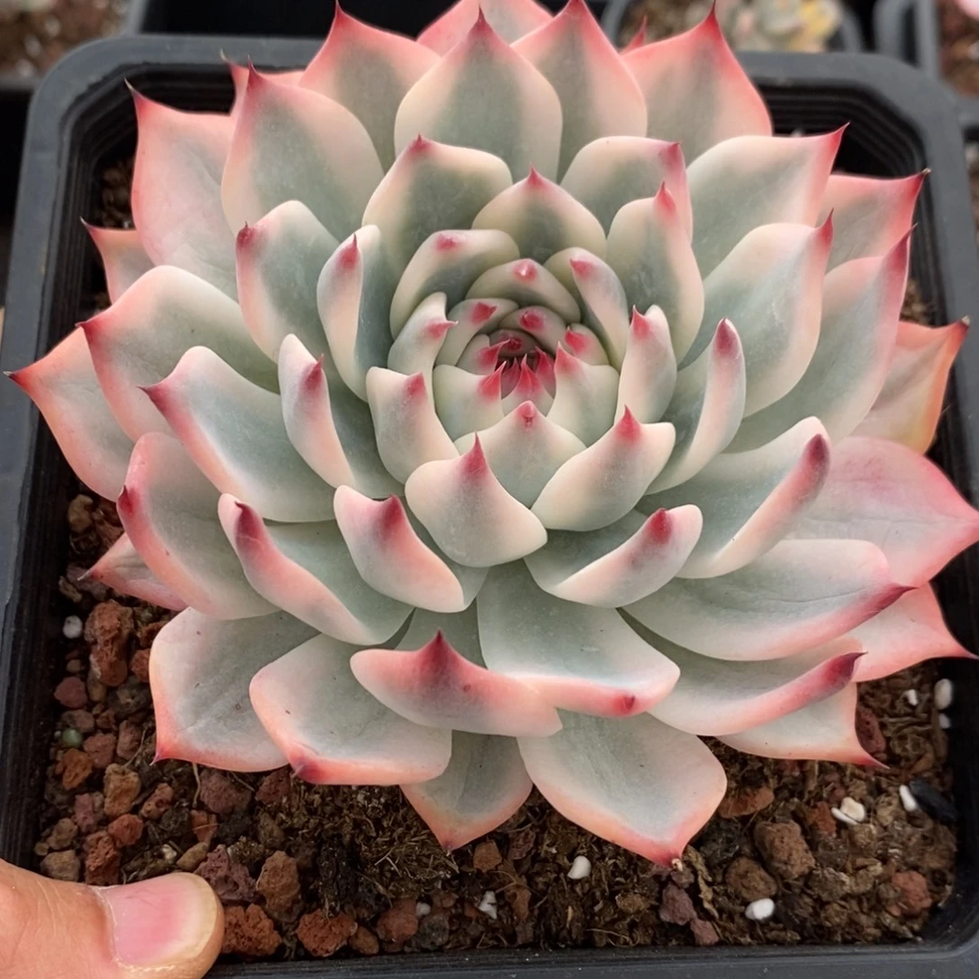 吉娃娃锦多肉植物9799