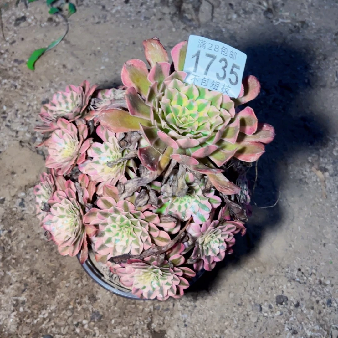 铜壶多肉植物法师1735