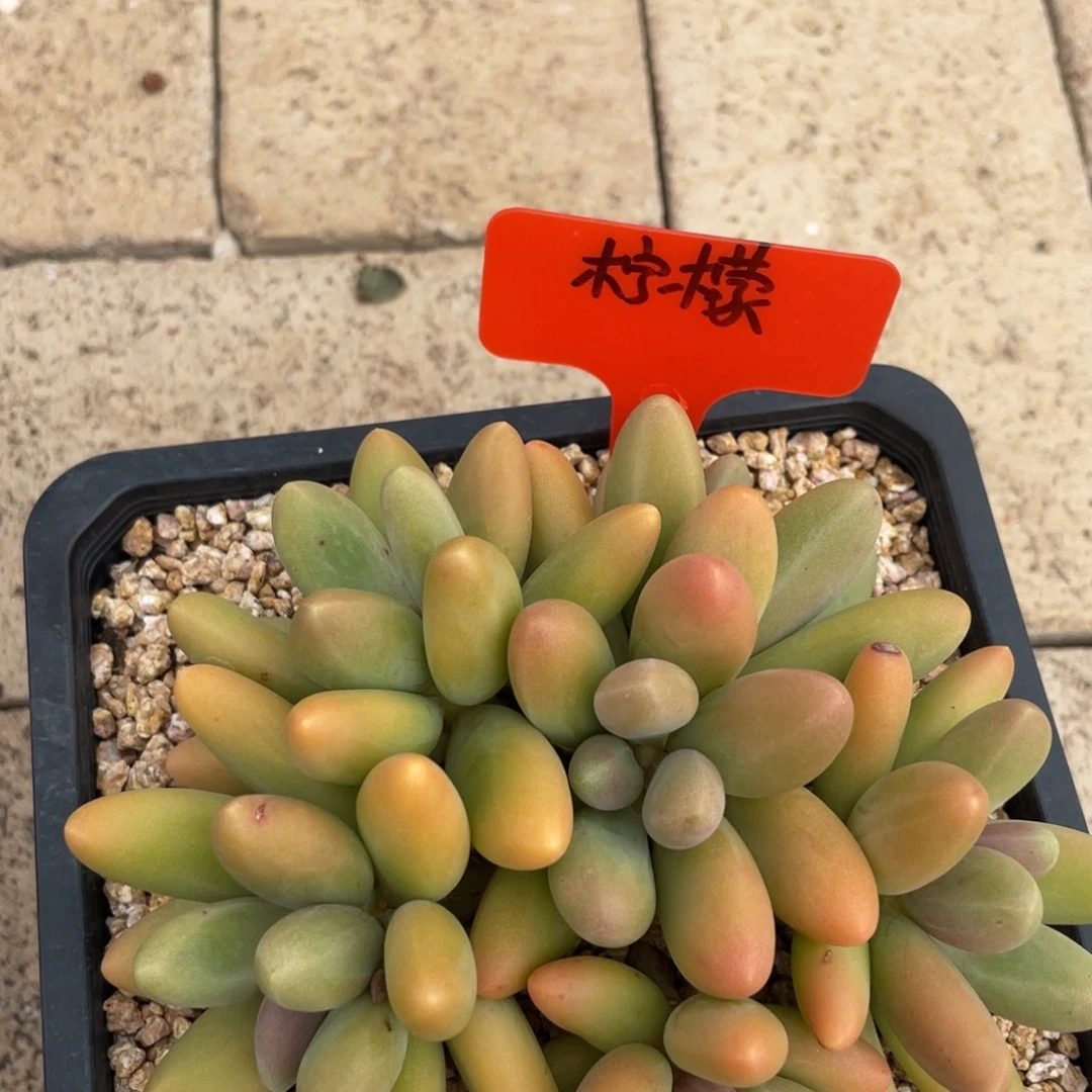 柠****姐姐真的好好对待我们一起