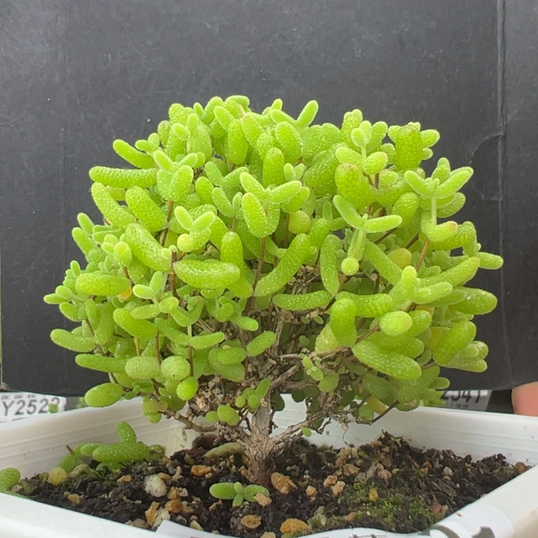【闪购商品】dy2521蜜橘糖球冠幅6cm