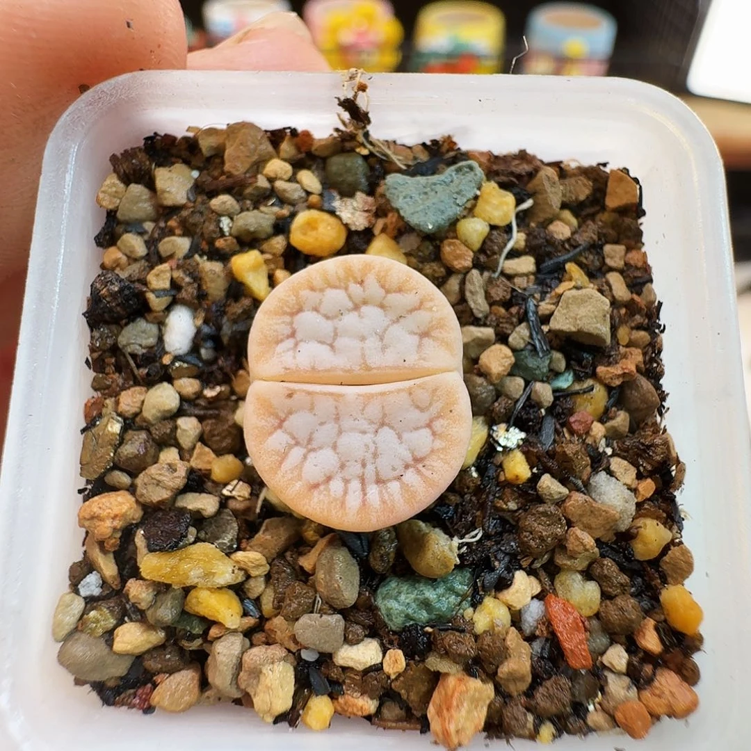 多肉植物福利风铃