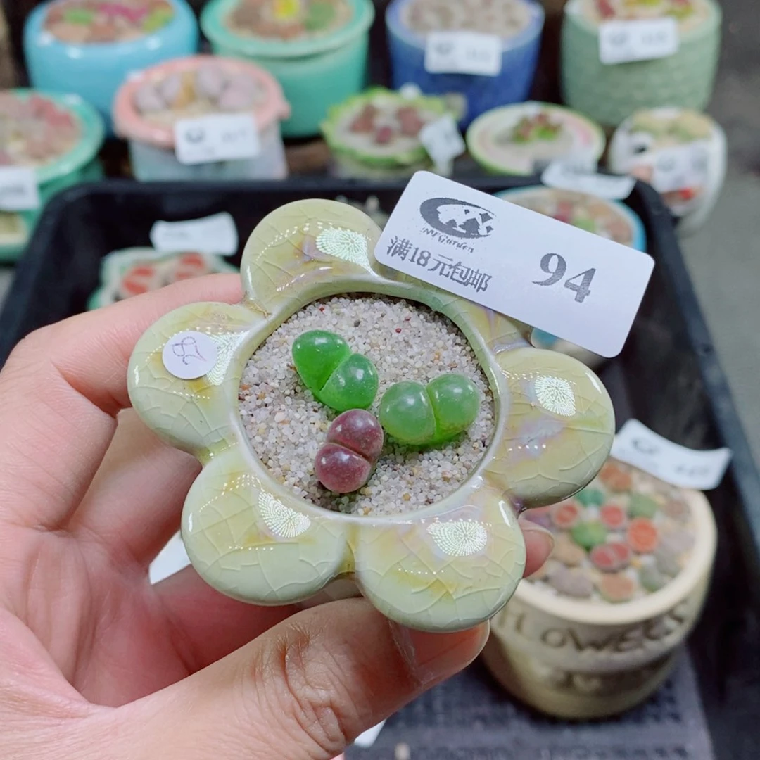 番**孩生石花花花花花花94