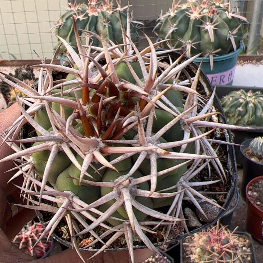 【闪购商品】实生仙人球