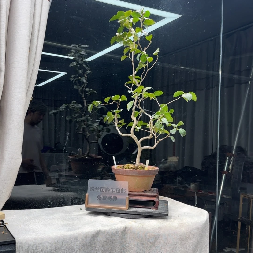 张*福花卉苗木毛1373