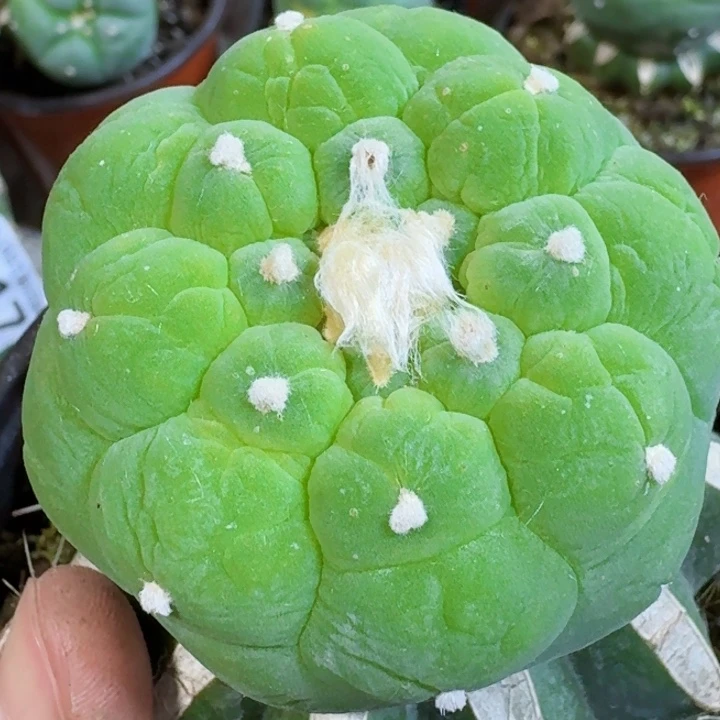 ?****鱼福利苗接大尤380