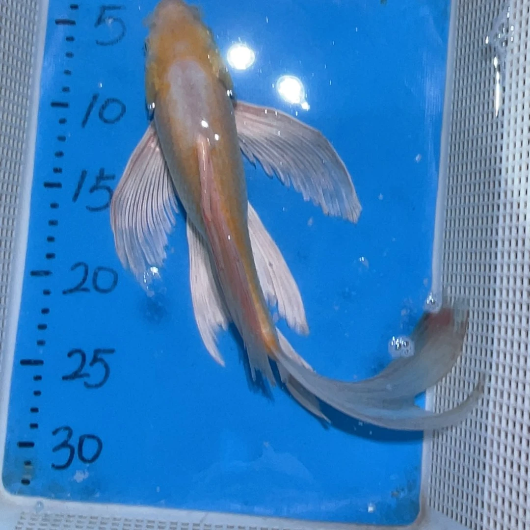 锦鲤锦鲤包邮包售后