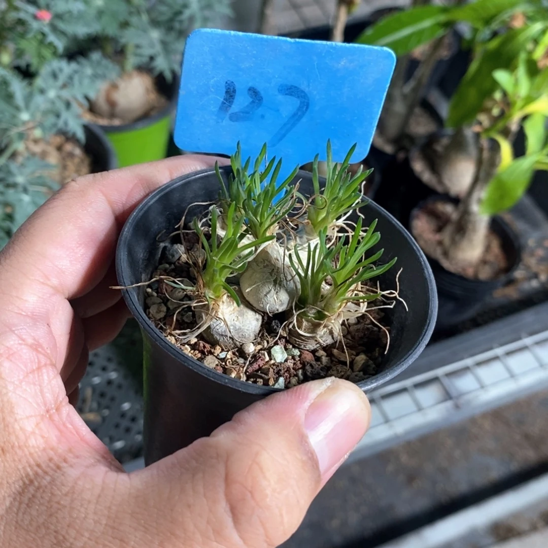 迷你海葱多肉植物