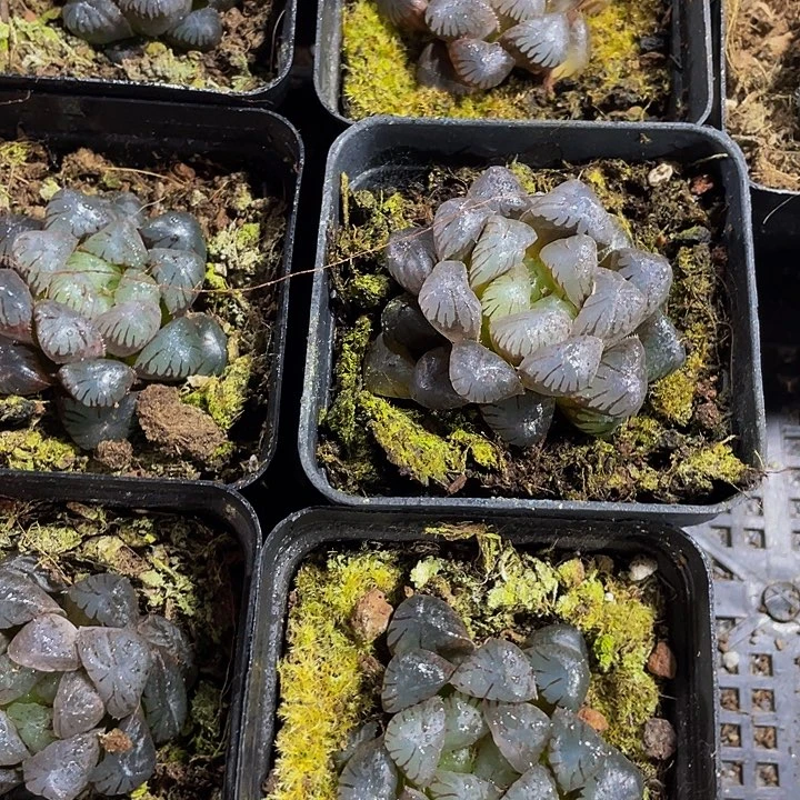 冰灯玉露带盆土发