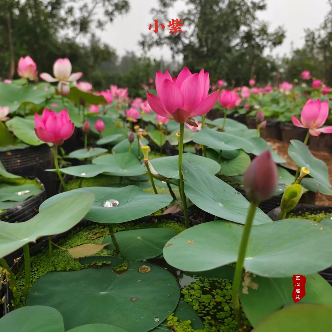 小紫【匠心莲苑】小微型碗莲 用25厘米内径盆种植 阳台窗台露台碗莲