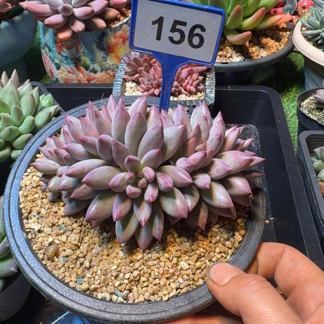 多肉植物彩体虞美人156