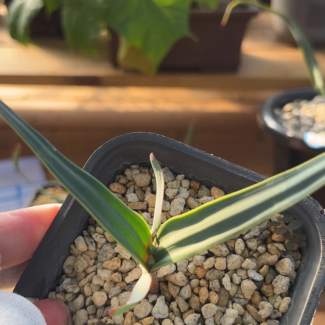 汤圆植物百岁兰7哈