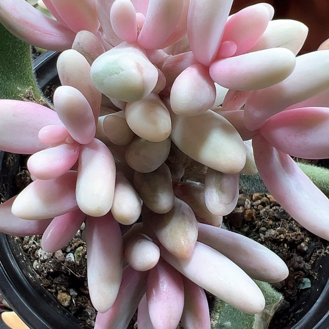 红手指锦  小方花圃一物一拍