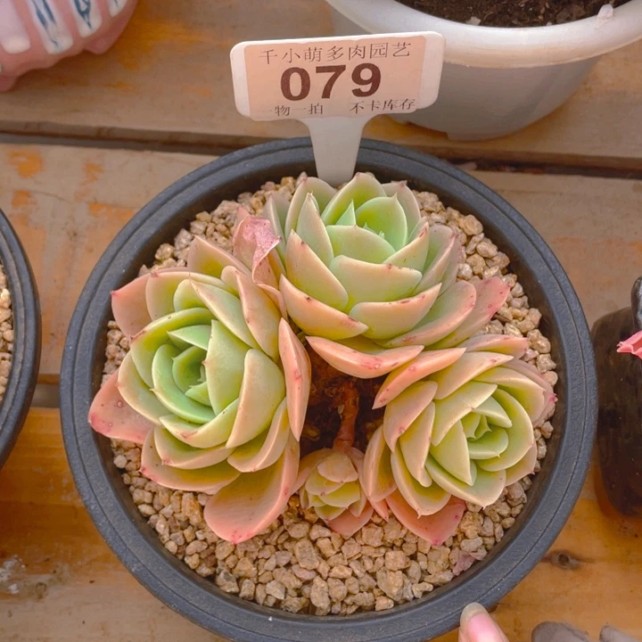 谢谢你的支持0000079