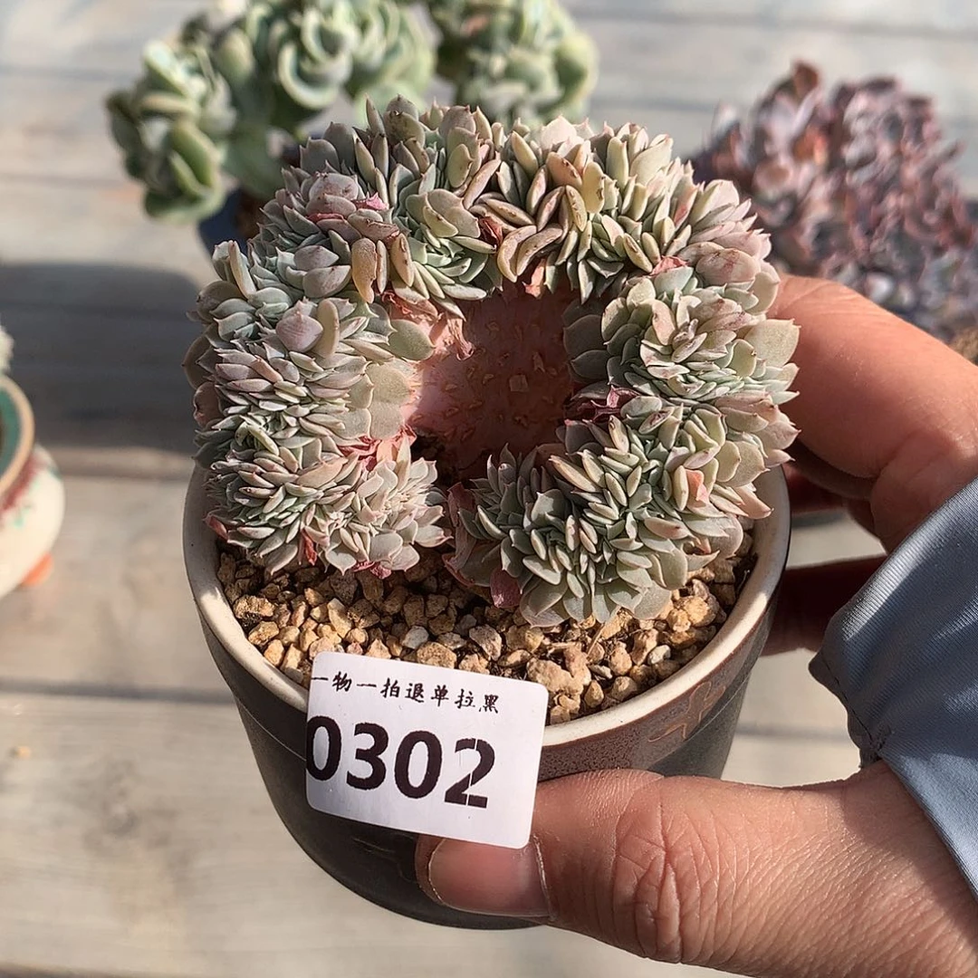 302天赐缀一颗微瑕8厘米