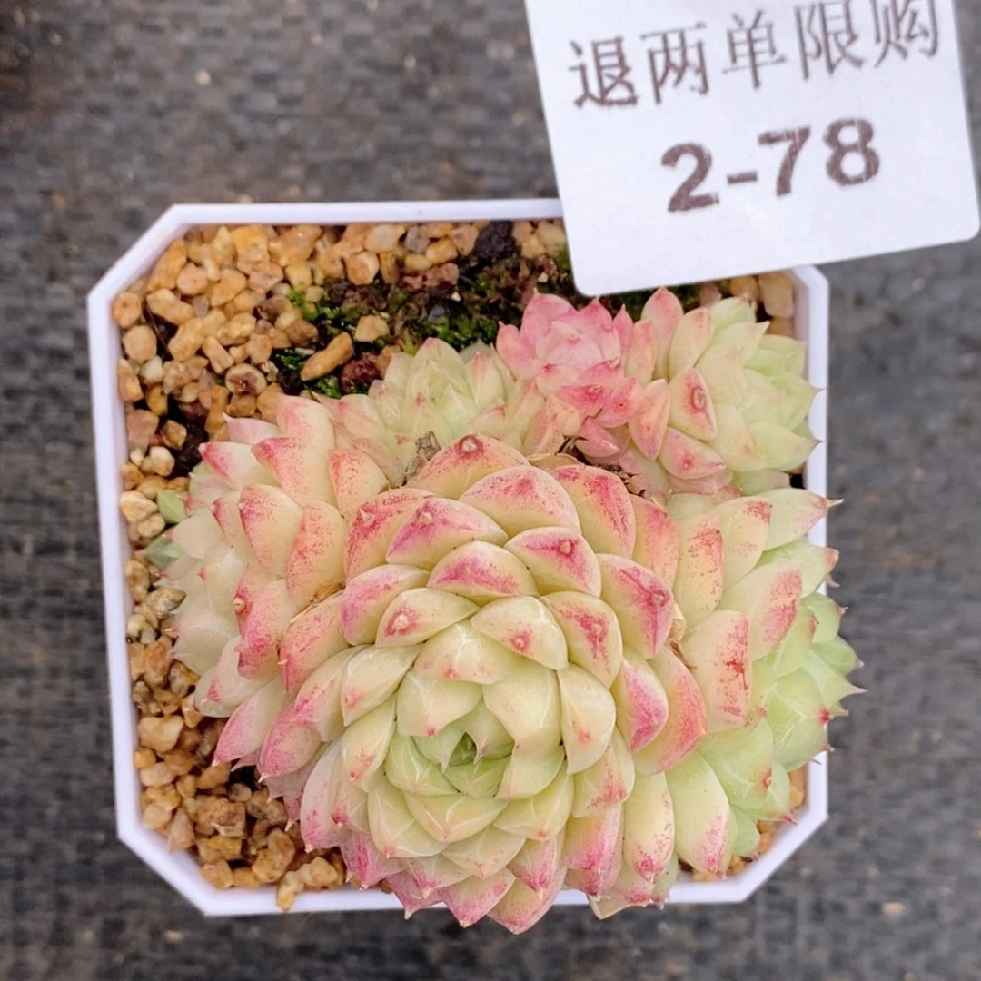 曼***心2-78 新疆西藏内蒙不发货