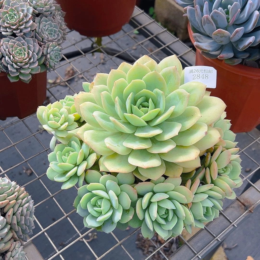 赛***衣2848恋曲多肉植物