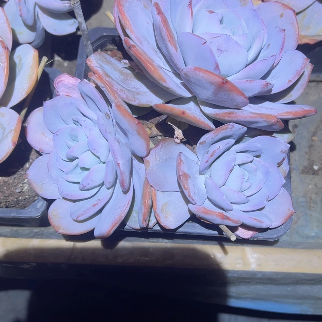 精品多肉植物老桩