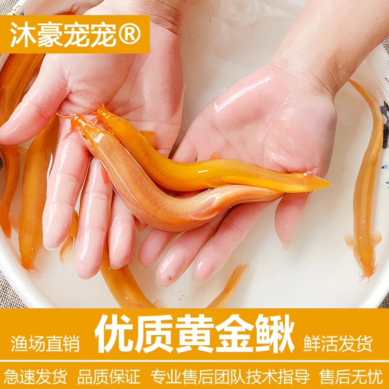 【运营推荐】黄金泥鳅活体好养清道夫工具鱼淡水小金龙冷水观赏鱼苗
