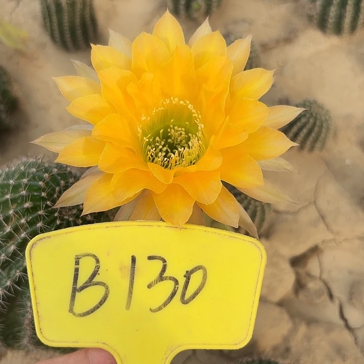 B130,cc202瑕疵歪头4cm