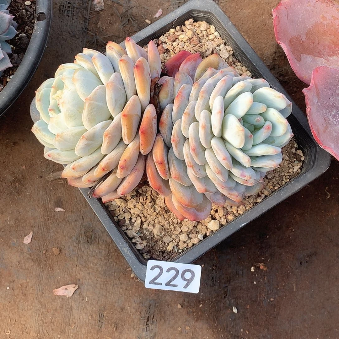 229 一物一拍多肉！