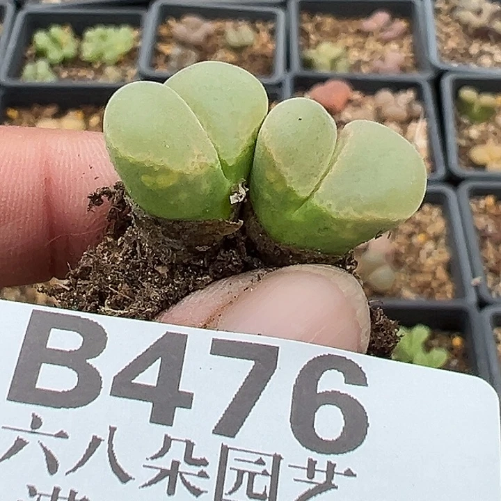 阳***肉无花朵476号风铃音乐节