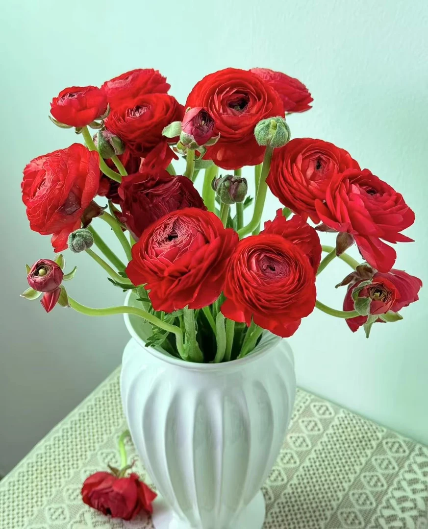 【葡噗花舍】红色洋牡丹 中长腿 1扎10枝