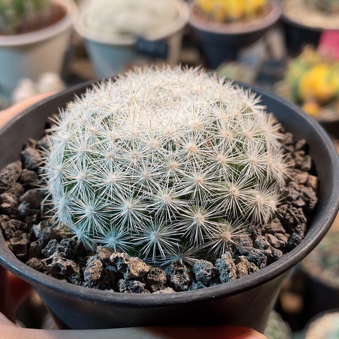 仙人球雪白丸5.9厘米