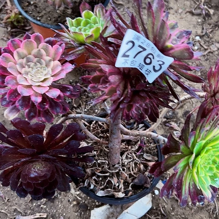 ℳ****2763 多肉植物法师法师