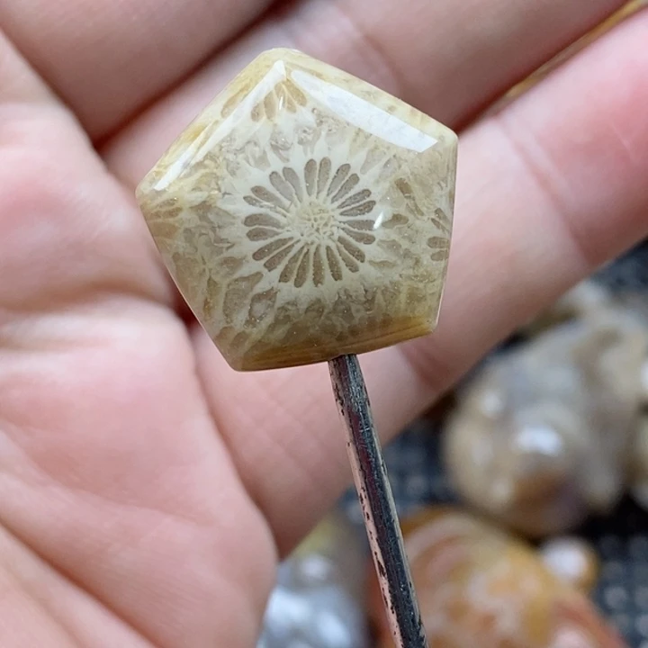 颈饰未镶嵌硅化珊瑚（珊瑚玉）
