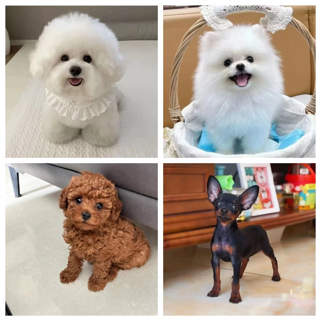 【鑫姐萌宠】博美犬泰迪犬比熊犬小鹿犬小型犬飞耳可爱狗狗活体小狗