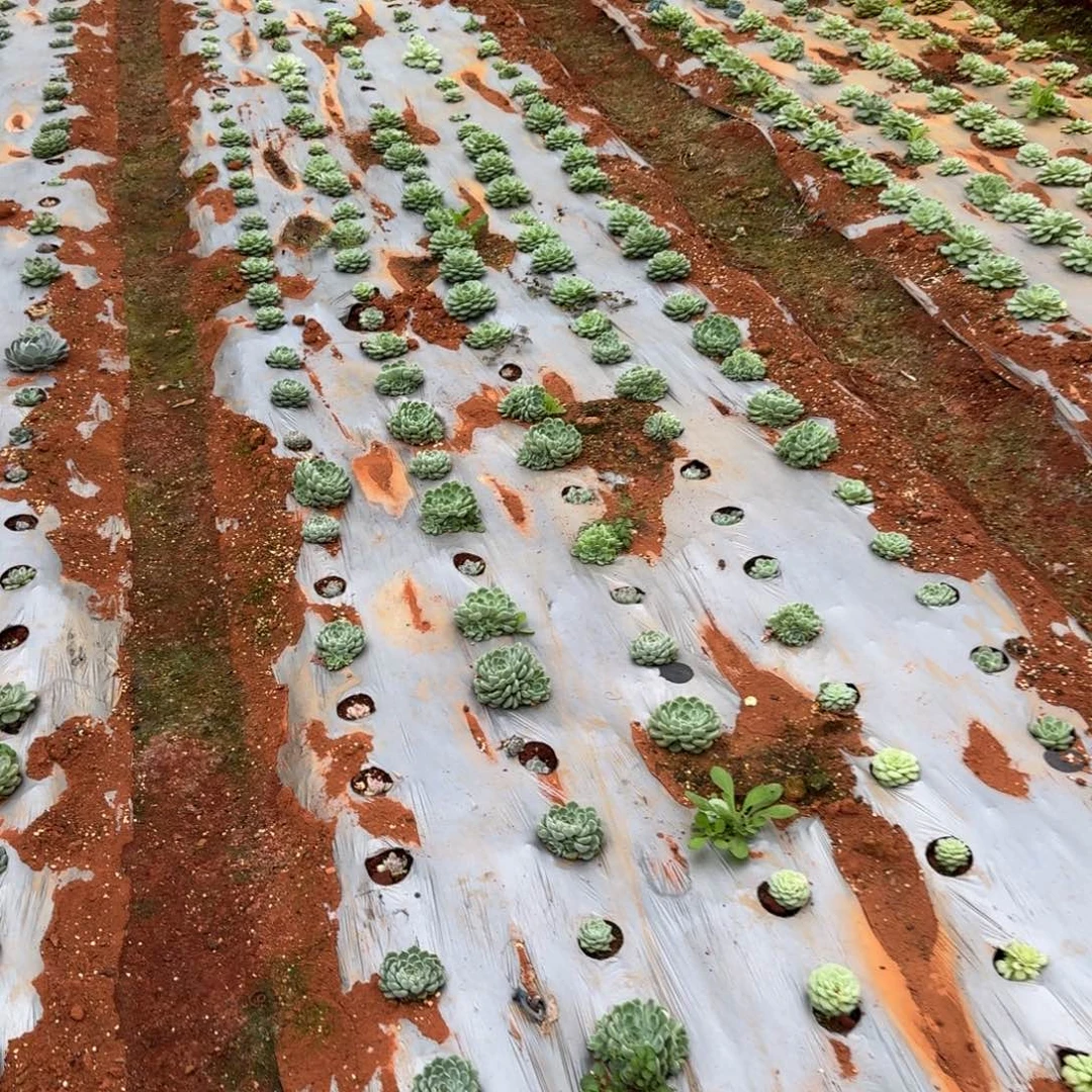 奔****多肉杂交五号箱子一箱子