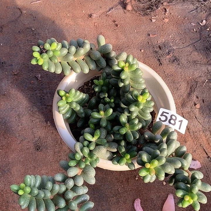 581绿龟一物一拍多肉