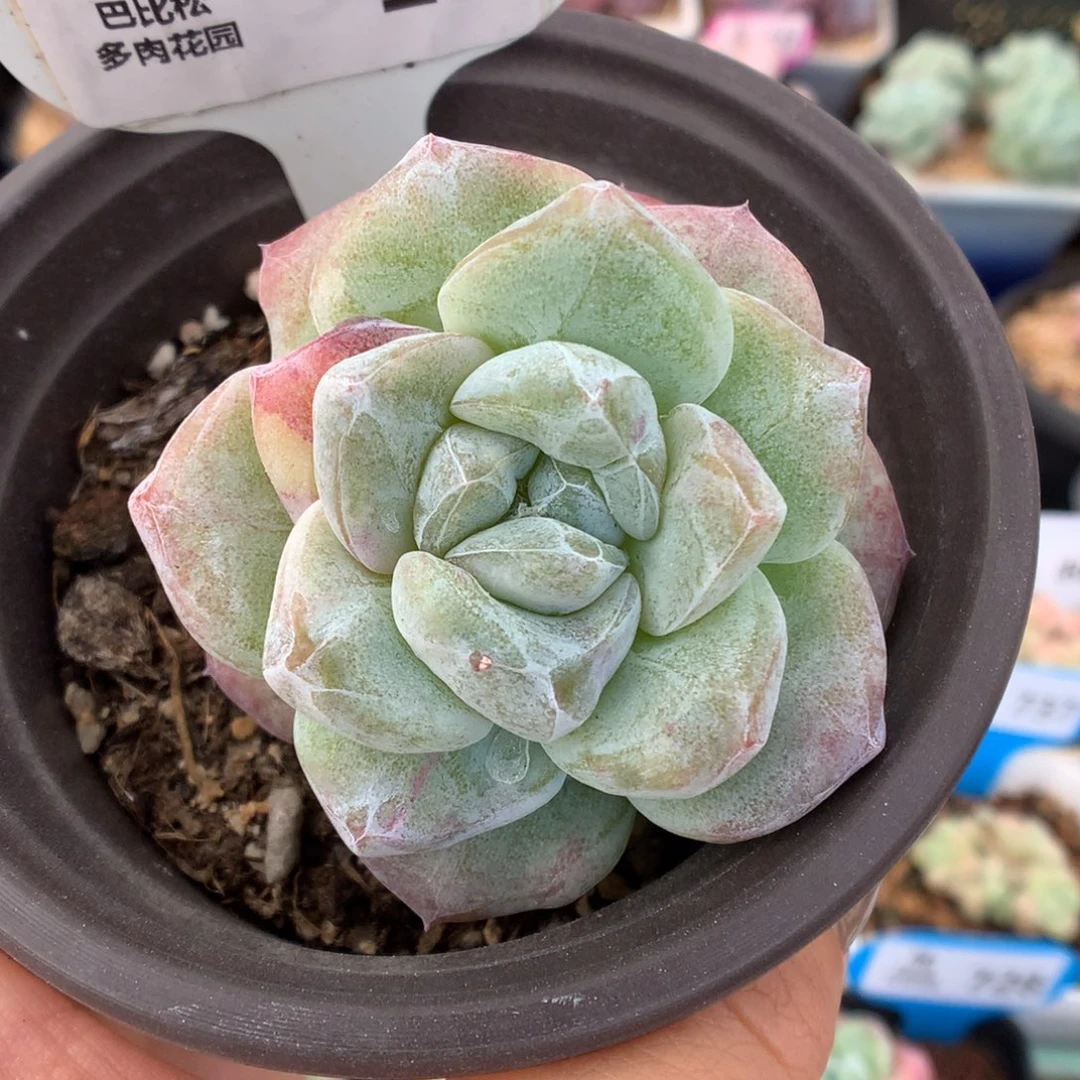 13冰玉石化多肉植物