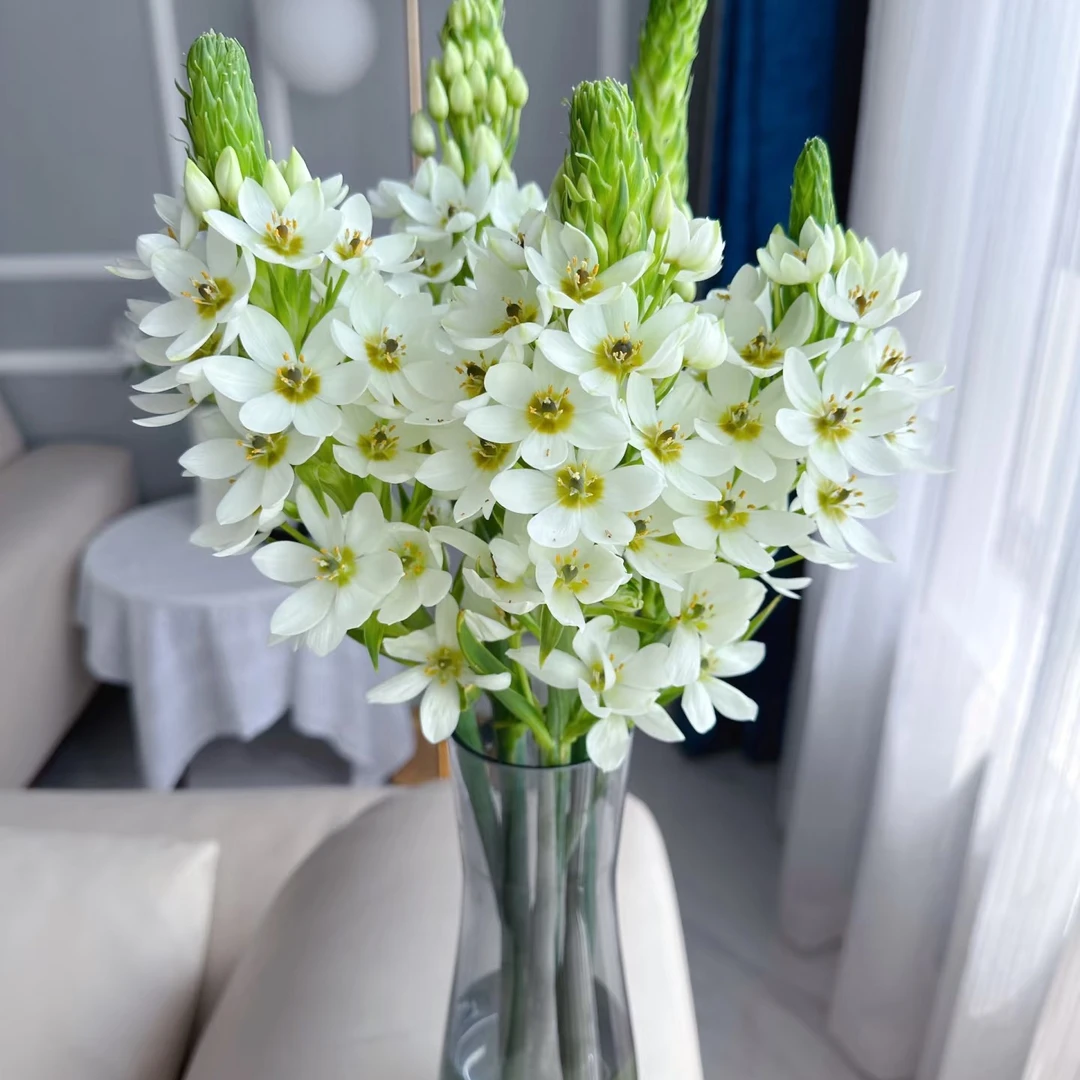 云南鲜花昆明基地直发【圣心百合】纯洁、浪漫花材 居家养护适宜