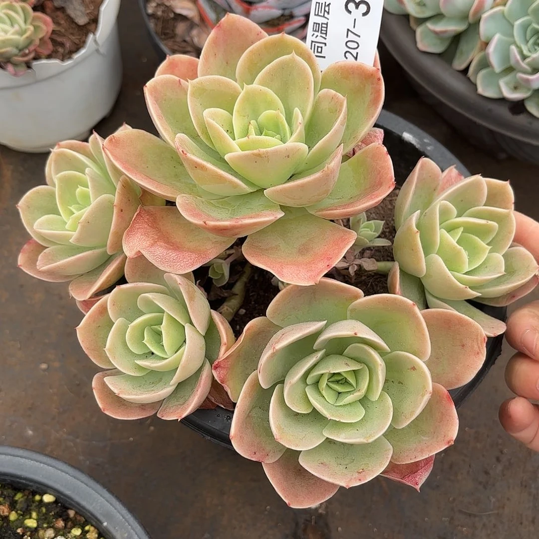 同温层多肉星娜塔32