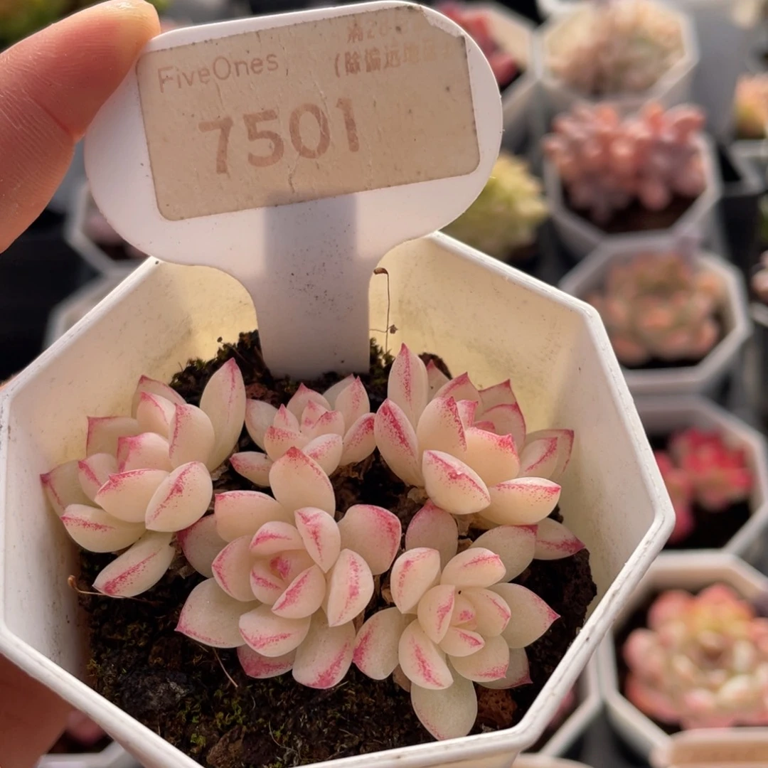 红边女王7501-6.0厘米