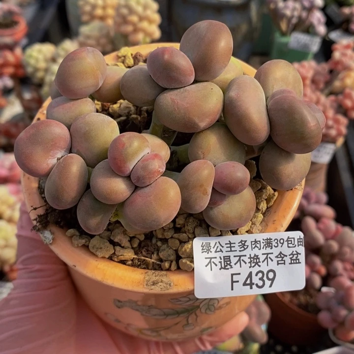 芒果奶9cm439多肉植物
