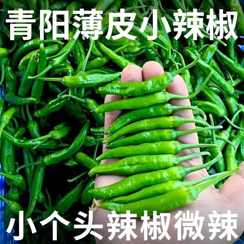【虎皮辣椒】青阳小辣椒新鲜辣椒当天采摘农家小炒肉微辣虎皮青辣椒