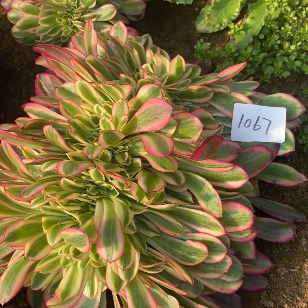 1067美杜莎缀多肉植物