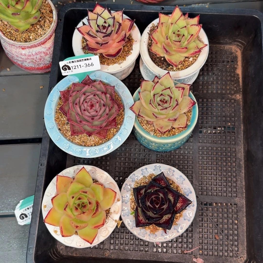 从前慢多肉精选编号1211.366