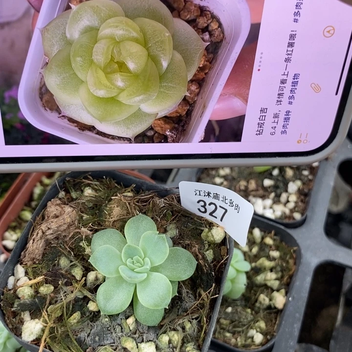 标327白吉一个多肉