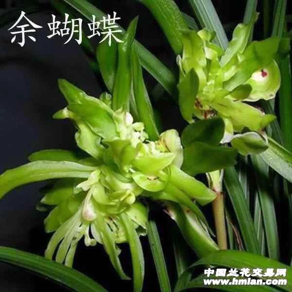 精品国兰 春兰 余蝴蝶 奇花浓香型