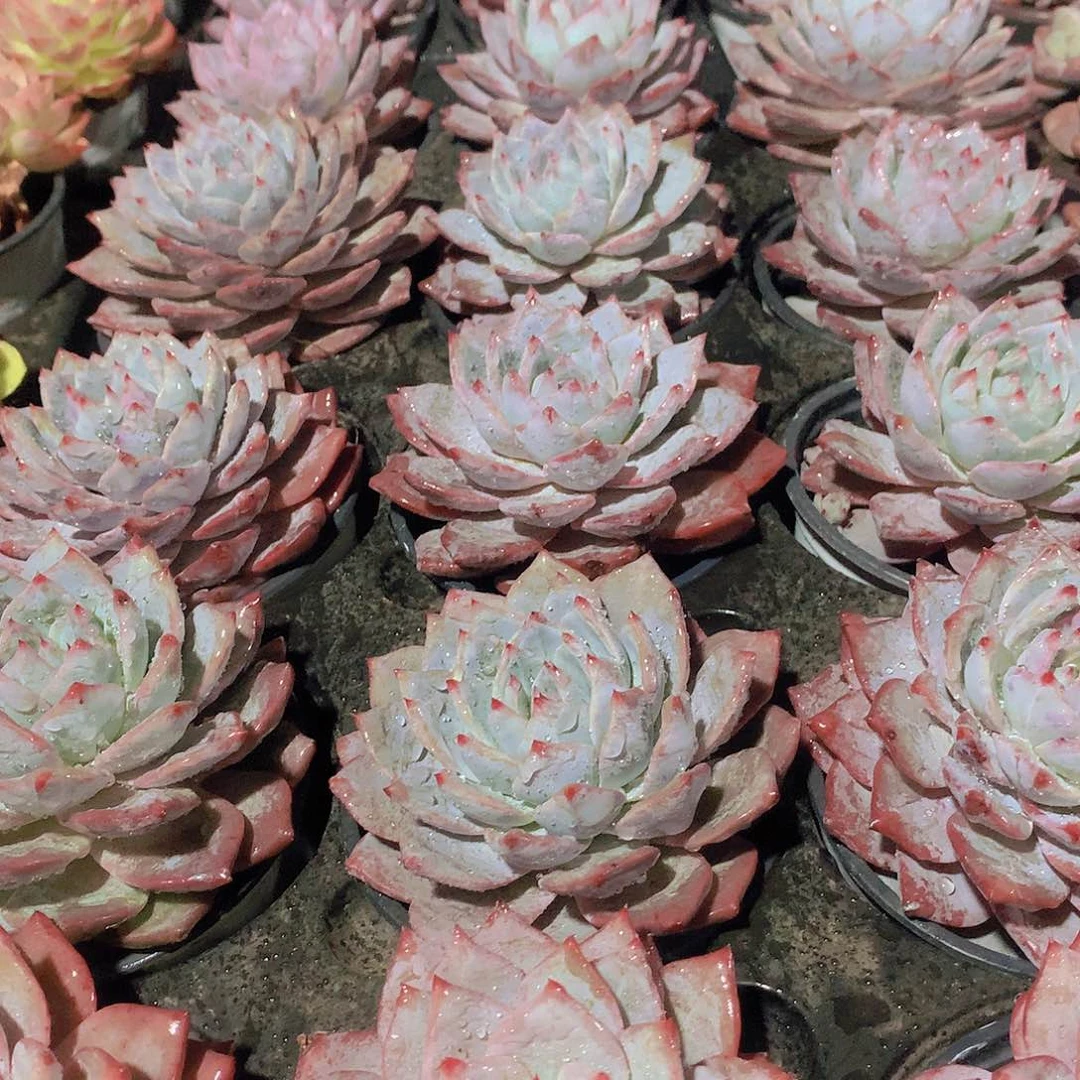 单头粉蓝鸟24578990000