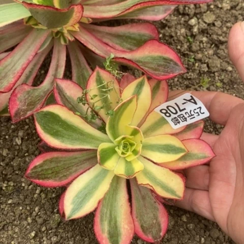 708魅影满25包邮多肉