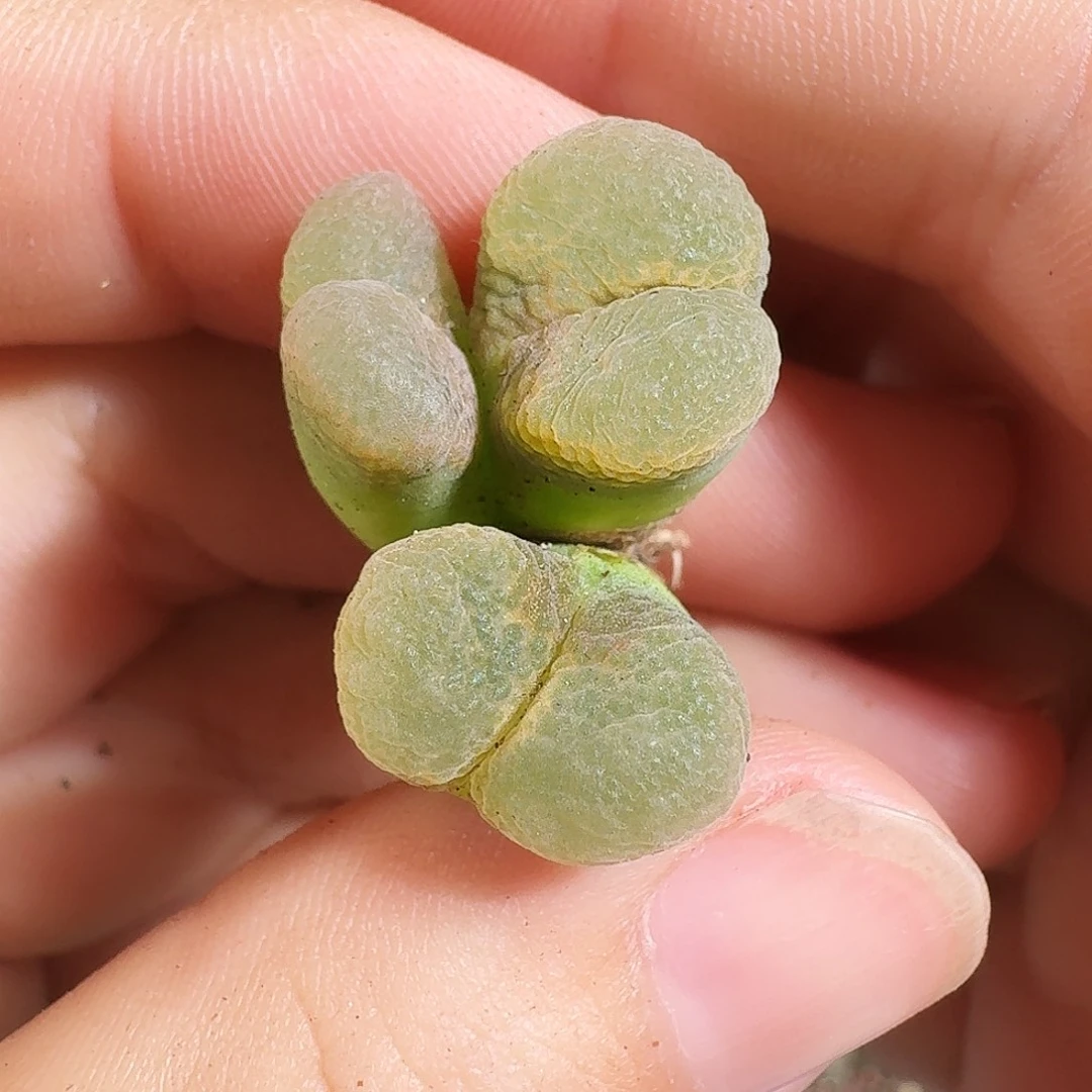 多肉植物福利风铃273