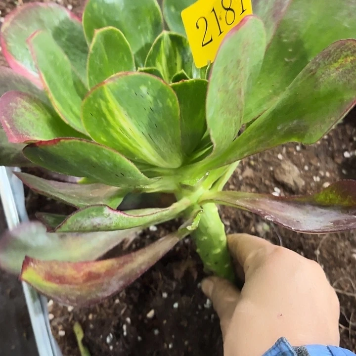 多肉植物福利2181