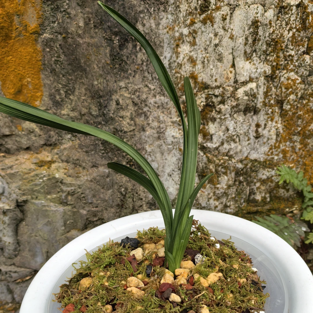 花卉盆景春剑矮种