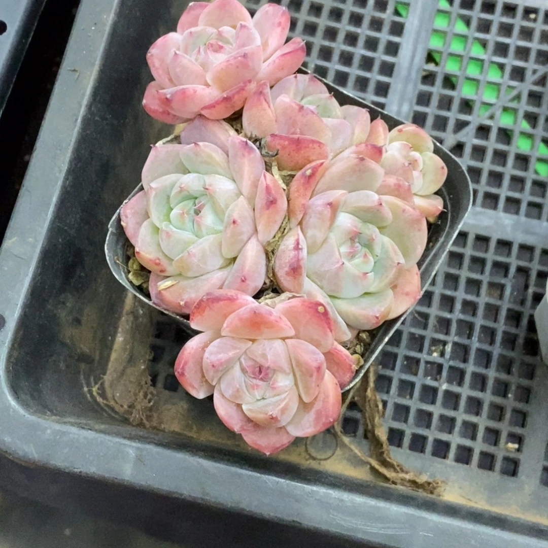 精品多肉一物一拍不包整200