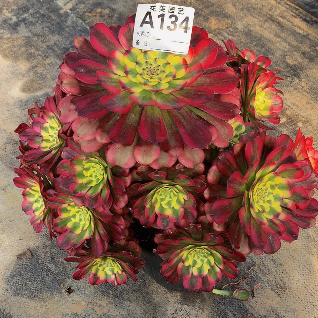 134多肉法师潘帕斯