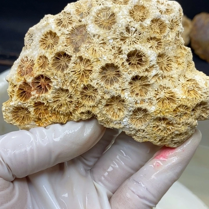 【闪购商品】未镶嵌珊瑚玉硅化玉包抛光